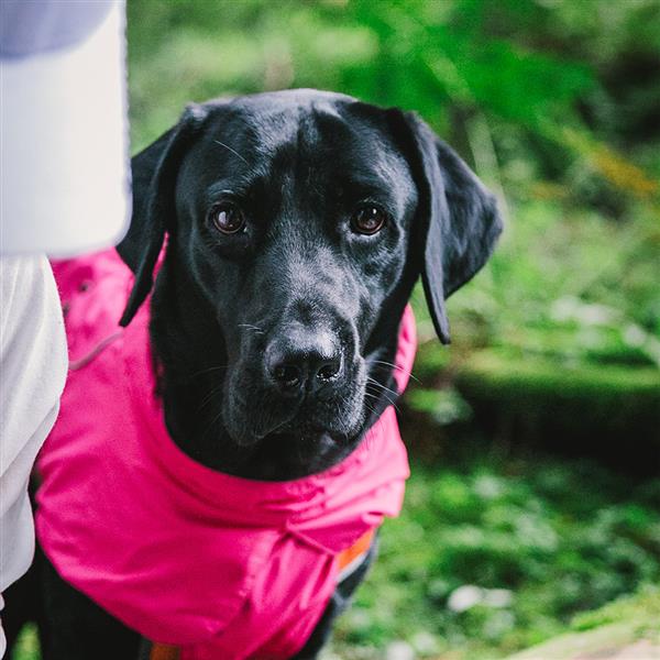 Dog Coats Small Waterproof,Warm Outfit Clothes Dog Jackets Small,Adjustable Drawstring Warm And Cozy Dog Sport Vest-pinksize XL